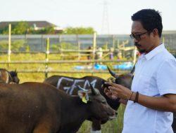 PD RPH Makassar Jamin Kesehatan Hewan Kurban Melalui Karantina Ulang